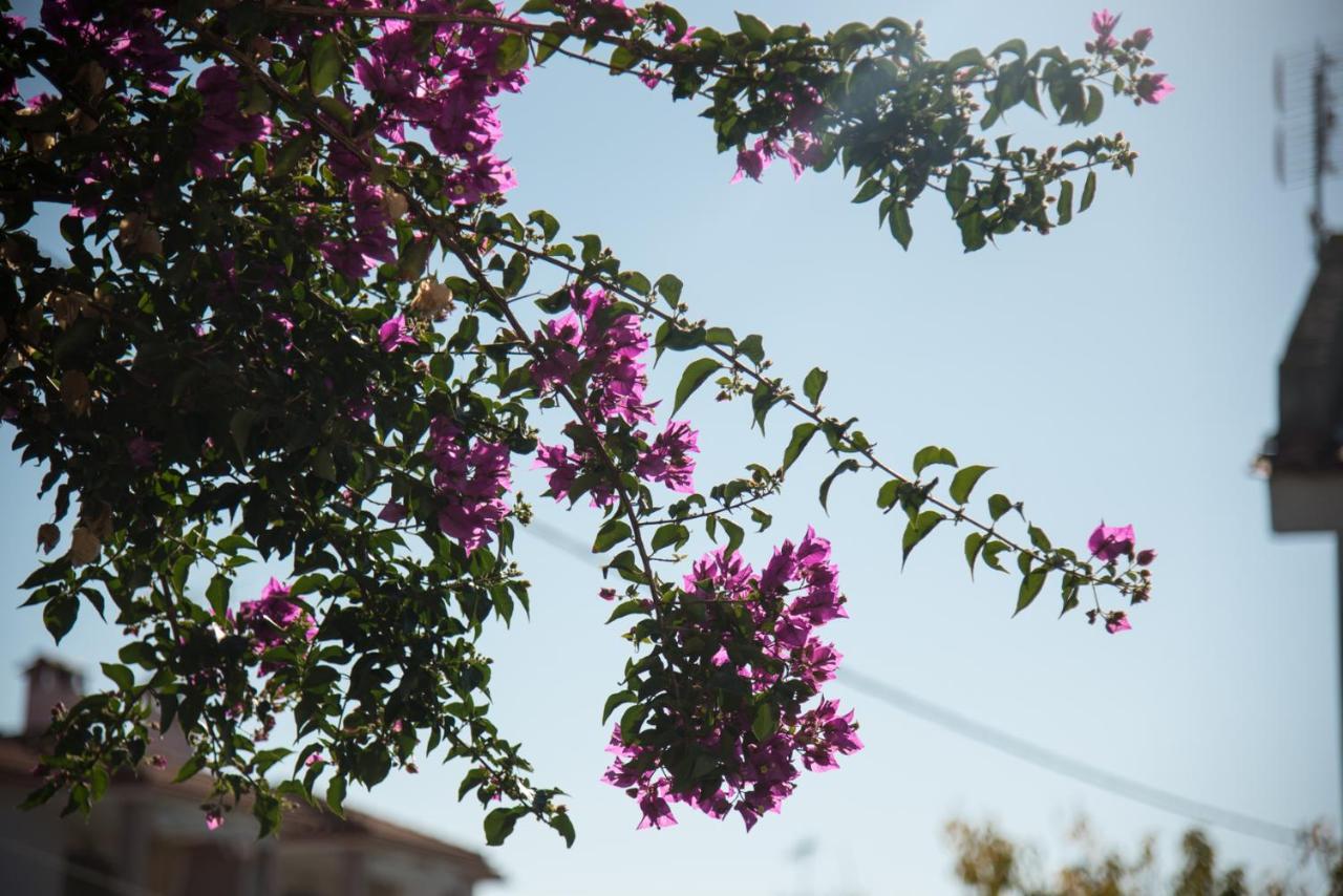 Seasidelongo Houses 1 Min From The Beach Of Nikiti מראה חיצוני תמונה